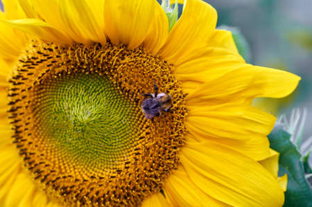 Honey bee on sunflowerの写真素材