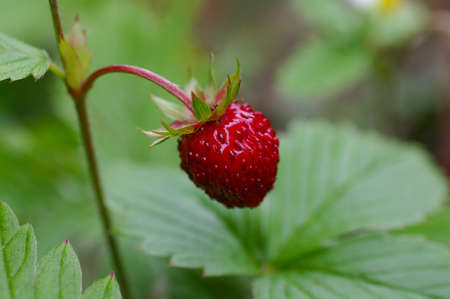 Fresh juicy strawberry on the branchの写真素材
