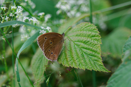 Beautifull butterfly on flowerの写真素材