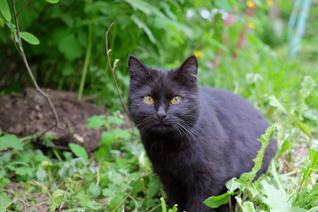 In this images black small cat sitting in the green grass