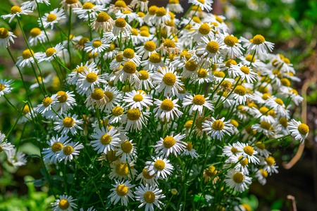 Wild Chamomile flowers growing on meadow.Natural flowers backgroundの写真素材
