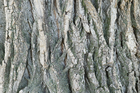 Close up old tree bark texture of backgroundの写真素材