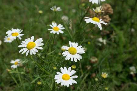 Chamomile in the field on a sunny dayの写真素材