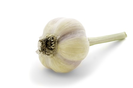 Single whole white garlic isolated on white.の写真素材