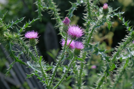 A purple Carduus Acanthoide flower. Also known as a spiny plumeless thistle. Photo taken with a natural forest background.の写真素材