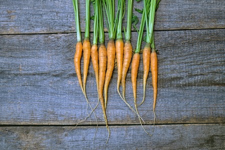Fresh and sweet carrot on a grey wooden tableの写真素材