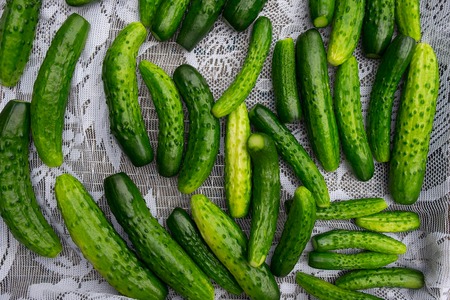 Photos of green cucumbers background. Top Viewの写真素材