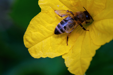 Bee pollinating a yellow cucumber flower in the gardenの写真素材