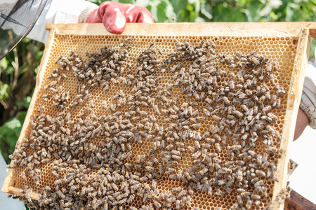 Close up view of the working bees on honeycomb.の写真素材