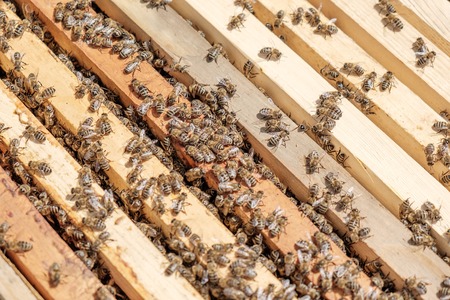 Close up view of the working bees on honeycomb.の写真素材