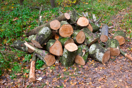 Saw cut trunks of the tree. Firewood. Deforestation and firewood. Rural lookの写真素材