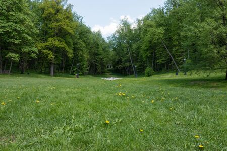 Green lawn with trees in park. Summer landscape