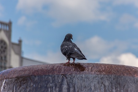 Pigeon drinking water from a fountain. Day shotの写真素材