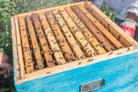Plank with honeycomb in the hive. The bees crawl along the hive. Open bee hive.