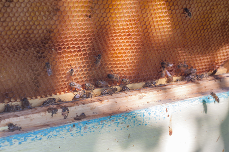 Bee frame with honeycombs. Close up image