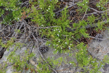 Juniperus communis plant with berries close up.の写真素材