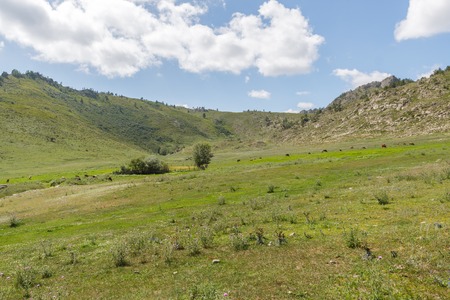 A beautiful summer landscape with a meadow with wildgrass high in the mountains against the backdrop of mountains, hills and a blue sky with cloudsの写真素材
