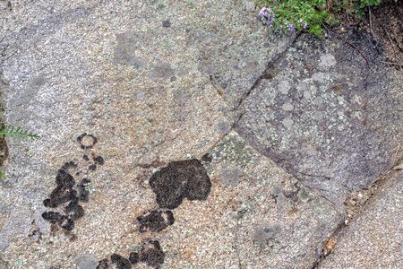 Granite rock with moss background. Background of stone surface. Textured processing hard stone. Decorative, antique.の写真素材