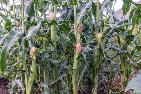 A fresh field of green organic corn growing up.の写真素材