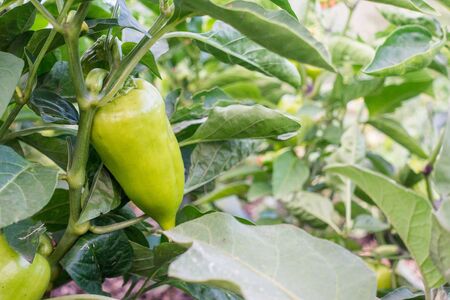 Green bell pepper hanging on tree in the plantation. Summertimeの写真素材