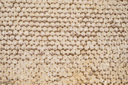 Natural organic honeycomb with honey background or textureの写真素材