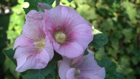 A close up of the flowers of mallow. summertimeの写真素材