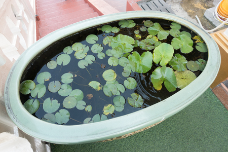 Stone bowl with green plants in waterの写真素材