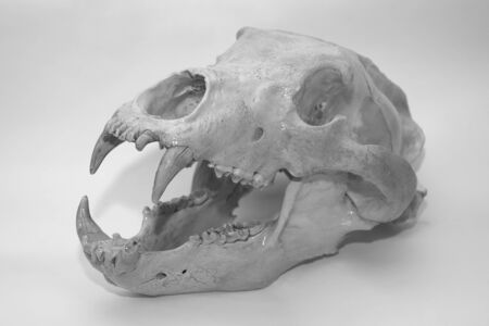Skull of a bear on a white backgroundの写真素材