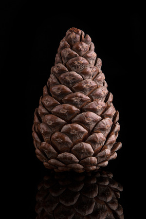 Pine cone on a black background.の写真素材