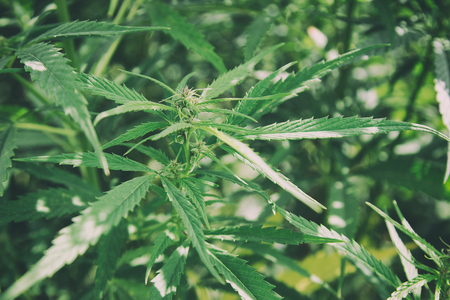 Vintage Cannabis. Top of hemp close-upの写真素材