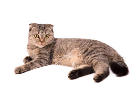 Gray scottish cat lies on a white backgroundの写真素材