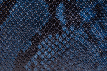 Snake skin of blue-black color close-up