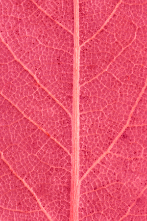 Dry leaf close-up. Abstract background of a dry leaf
