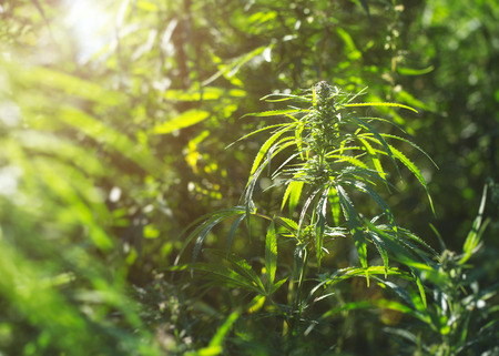 Hemp in a natural environment. Cannabis in the sun.