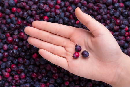 Background of shadberry.の写真素材