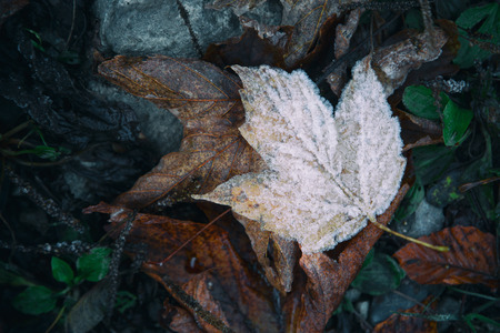 The first frost. Autumn leaf covered with snow crystals.の写真素材