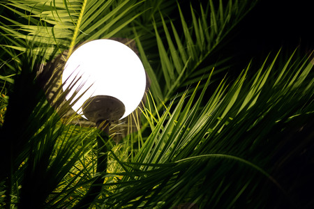Round lantern sinking in the branches of the night palm trees.の写真素材