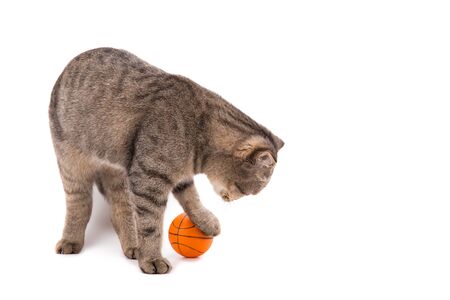 Gray cat playing with a small basketball. Isolate on white background.の写真素材