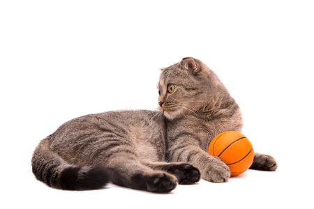 Gray cat with a small basketball. Isolate on white background.の写真素材