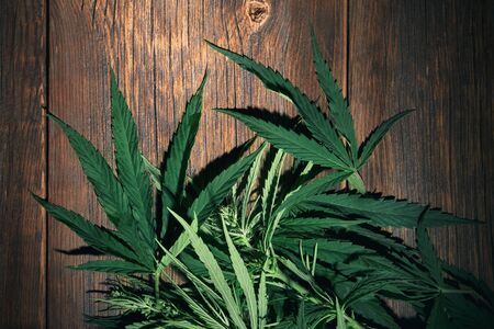 Leaves of cannabis on a wooden backgroundの写真素材