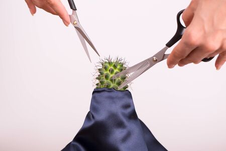 Haircut of a cactus by a hairdresser. Concept. Cutting needles at a cactus. Cactus in a peignoir.
