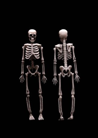 Model of the human skeleton in front and from the back.
