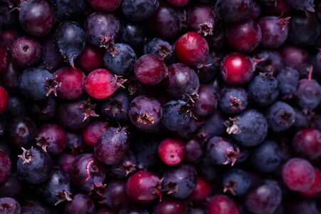 Fresh shadberry closeup. Lots of shadberry.