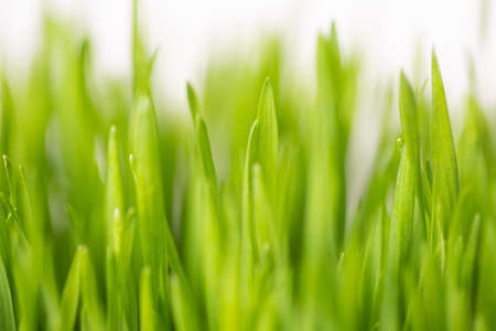 Green young grass background.