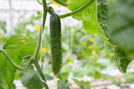 Green cucumber growing in field vegetable for harvesting.の写真素材