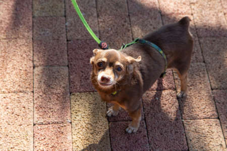 Small dog on a leash. Dog for a walk.