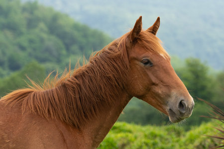 The horse stands in nature against the backdrop of mountains.の写真素材