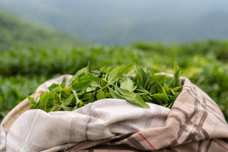 Big bag with tea leaves. Alpine tea harvest.の写真素材