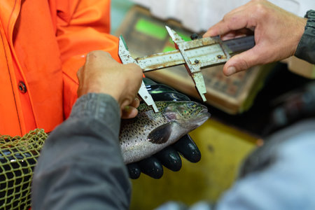 Measuring trout in a fish farm. Measuring fish.