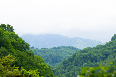 View of a beautiful green tropical forest